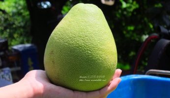 成功果園,文旦果園,文旦樹,斗六文旦,斗六果園,斗六重光果園,斗六重光果園,白柚樹,重光果園 @Amanda生活美食料理