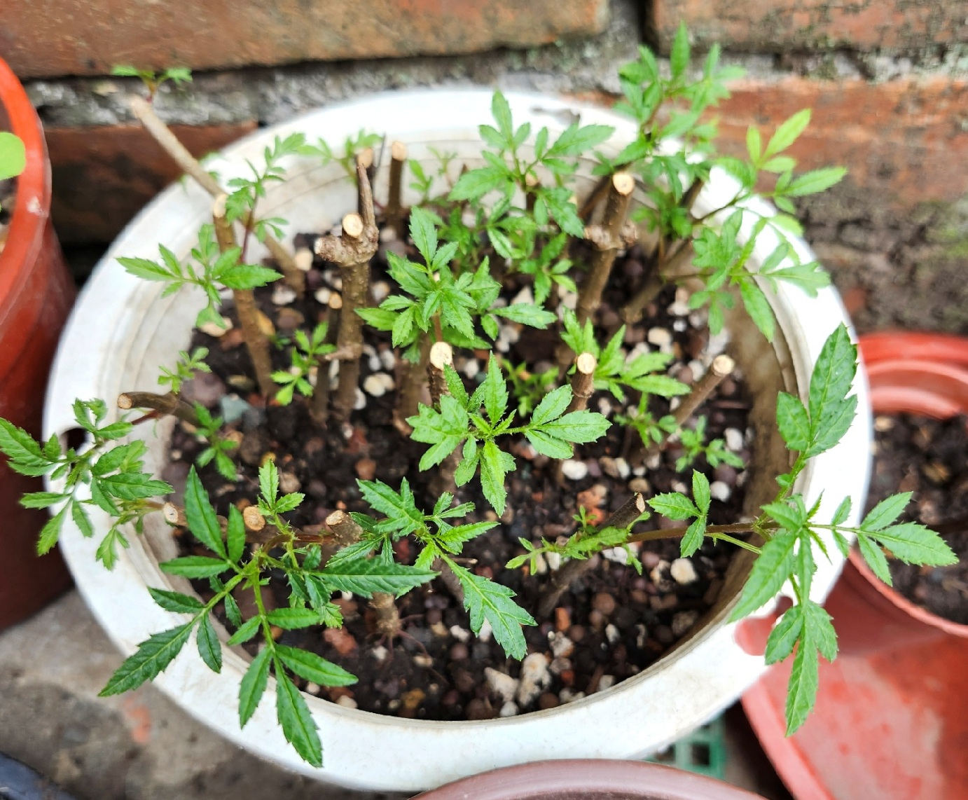 水栽,清香萬壽菊,百香萬壽菊,福壽菊,福壽菊功效,芬芳萬壽菊,花草茶,芳香,芳香 萬 壽 菊 糖尿病,芳香萬壽菊,芳香萬壽菊 功效,芳香萬壽菊 水耕,芳香萬壽菊 泡茶,芳香萬壽菊 茶,芳香萬壽菊乾燥,芳香萬壽菊乾燥方法,芳香萬壽菊功效,芳香萬壽菊功效禁忌,芳香萬壽菊料理,芳香萬壽菊水耕,芳香萬壽菊泡茶,芳香萬壽菊的功效,芳香萬壽菊禁忌,芳香萬壽菊種植,芳香萬壽菊糖尿病,芳香萬壽菊花茶,芳香萬壽菊花茶功效,芳香萬壽菊茶,芳香萬壽菊茶功效,芳香萬壽菊茶包,芳香萬壽菊醋,茶飲,萬壽芳香菊,萬壽菊,萬壽菊 泡茶,萬壽菊 茶,萬壽菊功效,萬壽菊料理,萬壽菊泡茶,萬壽菊泡茶功效,萬壽菊泡茶方法,萬壽菊禁忌,萬壽菊花茶,萬壽菊花茶功效,萬壽菊茶,萬壽菊茶功效,萬壽菊茶功用,萬壽菊茶禁忌,萬壽菊葉,防蚊植物,香草,香草種植 @Amanda生活美食料理 水栽,清香萬壽菊,百香萬壽菊,福壽菊,福壽菊功效,芬芳萬壽菊,花草茶,芳香,芳香 萬 壽 菊 糖尿病,芳香萬壽菊,芳香萬壽菊 功效,芳香萬壽菊 水耕,芳香萬壽菊 泡茶,芳香萬壽菊 茶,芳香萬壽菊乾燥,芳香萬壽菊乾燥方法,芳香萬壽菊功效,芳香萬壽菊功效禁忌,芳香萬壽菊料理,芳香萬壽菊水耕,芳香萬壽菊泡茶,芳香萬壽菊的功效,芳香萬壽菊禁忌,芳香萬壽菊種植,芳香萬壽菊糖尿病,芳香萬壽菊花茶,芳香萬壽菊花茶功效,芳香萬壽菊茶,芳香萬壽菊茶功效,芳香萬壽菊茶包,芳香萬壽菊醋,茶飲,萬壽芳香菊,萬壽菊,萬壽菊 泡茶,萬壽菊 茶,萬壽菊功效,萬壽菊料理,萬壽菊泡茶,萬壽菊泡茶功效,萬壽菊泡茶方法,萬壽菊禁忌,萬壽菊花茶,萬壽菊花茶功效,萬壽菊茶,萬壽菊茶功效,萬壽菊茶功用,萬壽菊茶禁忌,萬壽菊葉,防蚊植物,香草,香草種植 @Amanda生活美食料理