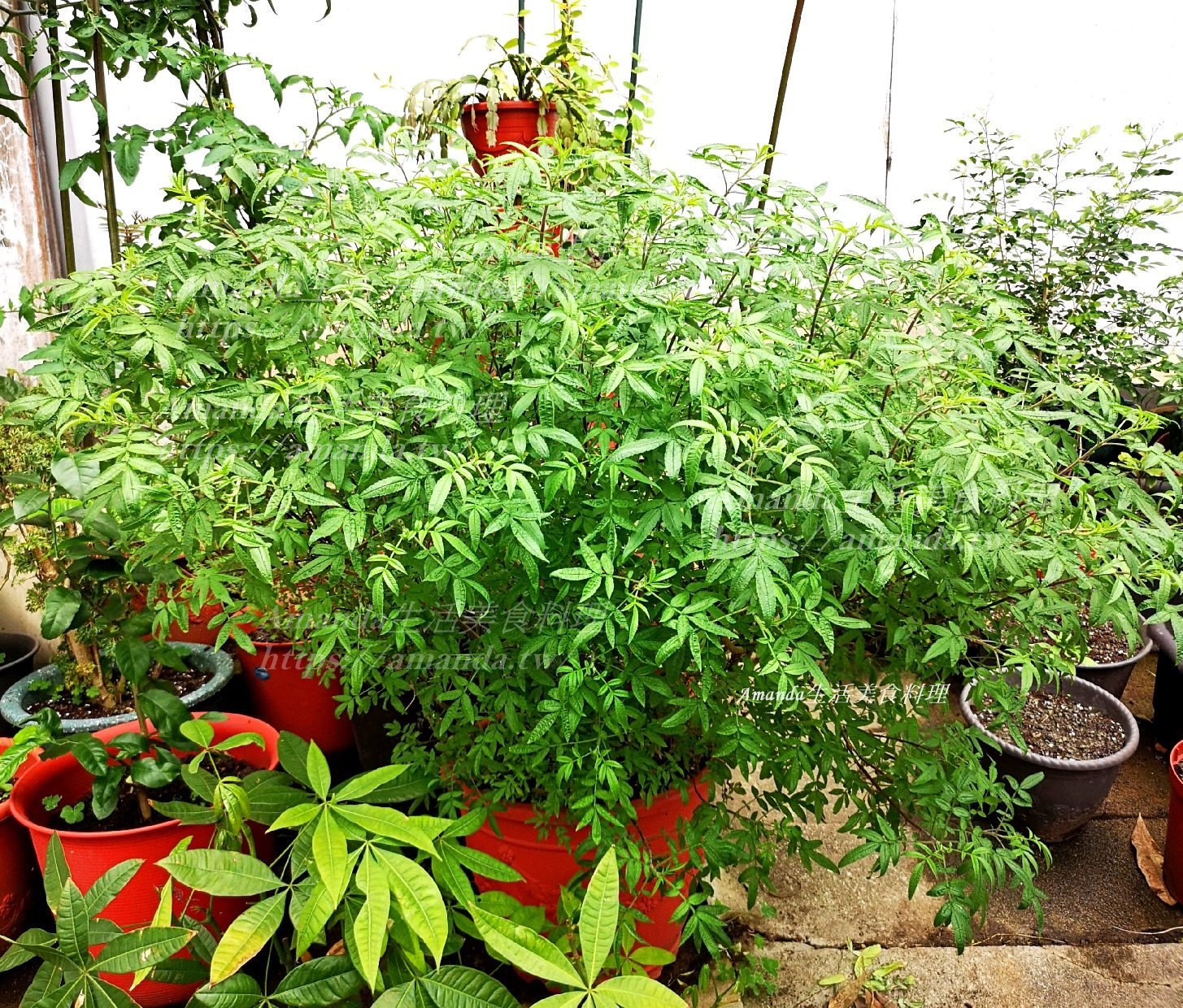水栽,清香萬壽菊,百香萬壽菊,福壽菊,福壽菊功效,芬芳萬壽菊,花草茶,芳香,芳香 萬 壽 菊 糖尿病,芳香萬壽菊,芳香萬壽菊 功效,芳香萬壽菊 水耕,芳香萬壽菊 泡茶,芳香萬壽菊 茶,芳香萬壽菊乾燥,芳香萬壽菊乾燥方法,芳香萬壽菊功效,芳香萬壽菊功效禁忌,芳香萬壽菊料理,芳香萬壽菊水耕,芳香萬壽菊泡茶,芳香萬壽菊的功效,芳香萬壽菊禁忌,芳香萬壽菊種植,芳香萬壽菊糖尿病,芳香萬壽菊花茶,芳香萬壽菊花茶功效,芳香萬壽菊茶,芳香萬壽菊茶功效,芳香萬壽菊茶包,芳香萬壽菊醋,茶飲,萬壽芳香菊,萬壽菊,萬壽菊 泡茶,萬壽菊 茶,萬壽菊功效,萬壽菊料理,萬壽菊泡茶,萬壽菊泡茶功效,萬壽菊泡茶方法,萬壽菊禁忌,萬壽菊花茶,萬壽菊花茶功效,萬壽菊茶,萬壽菊茶功效,萬壽菊茶功用,萬壽菊茶禁忌,萬壽菊葉,防蚊植物,香草,香草種植 @Amanda生活美食料理