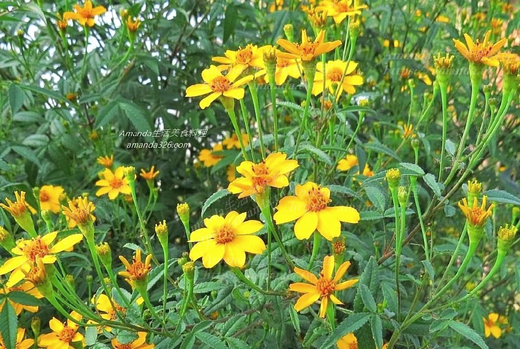 水栽,清香萬壽菊,百香萬壽菊,福壽菊,福壽菊功效,芬芳萬壽菊,花草茶,芳香,芳香 萬 壽 菊 糖尿病,芳香萬壽菊,芳香萬壽菊 功效,芳香萬壽菊 水耕,芳香萬壽菊 泡茶,芳香萬壽菊 茶,芳香萬壽菊乾燥,芳香萬壽菊乾燥方法,芳香萬壽菊功效,芳香萬壽菊功效禁忌,芳香萬壽菊料理,芳香萬壽菊水耕,芳香萬壽菊泡茶,芳香萬壽菊的功效,芳香萬壽菊禁忌,芳香萬壽菊種植,芳香萬壽菊糖尿病,芳香萬壽菊花茶,芳香萬壽菊花茶功效,芳香萬壽菊茶,芳香萬壽菊茶功效,芳香萬壽菊茶包,芳香萬壽菊醋,茶飲,萬壽芳香菊,萬壽菊,萬壽菊 泡茶,萬壽菊 茶,萬壽菊功效,萬壽菊料理,萬壽菊泡茶,萬壽菊泡茶功效,萬壽菊泡茶方法,萬壽菊禁忌,萬壽菊花茶,萬壽菊花茶功效,萬壽菊茶,萬壽菊茶功效,萬壽菊茶功用,萬壽菊茶禁忌,萬壽菊葉,防蚊植物,香草,香草種植 @Amanda生活美食料理 水栽,清香萬壽菊,百香萬壽菊,福壽菊,福壽菊功效,芬芳萬壽菊,花草茶,芳香,芳香 萬 壽 菊 糖尿病,芳香萬壽菊,芳香萬壽菊 功效,芳香萬壽菊 水耕,芳香萬壽菊 泡茶,芳香萬壽菊 茶,芳香萬壽菊乾燥,芳香萬壽菊乾燥方法,芳香萬壽菊功效,芳香萬壽菊功效禁忌,芳香萬壽菊料理,芳香萬壽菊水耕,芳香萬壽菊泡茶,芳香萬壽菊的功效,芳香萬壽菊禁忌,芳香萬壽菊種植,芳香萬壽菊糖尿病,芳香萬壽菊花茶,芳香萬壽菊花茶功效,芳香萬壽菊茶,芳香萬壽菊茶功效,芳香萬壽菊茶包,芳香萬壽菊醋,茶飲,萬壽芳香菊,萬壽菊,萬壽菊 泡茶,萬壽菊 茶,萬壽菊功效,萬壽菊料理,萬壽菊泡茶,萬壽菊泡茶功效,萬壽菊泡茶方法,萬壽菊禁忌,萬壽菊花茶,萬壽菊花茶功效,萬壽菊茶,萬壽菊茶功效,萬壽菊茶功用,萬壽菊茶禁忌,萬壽菊葉,防蚊植物,香草,香草種植 @Amanda生活美食料理