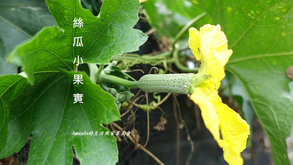 九層塔,知識,絲瓜,絲瓜鬚,絲瓜鬚料理,茄子,蒜籉,蒜苔,蔬菜,認識蔬菜 @Amanda生活美食料理