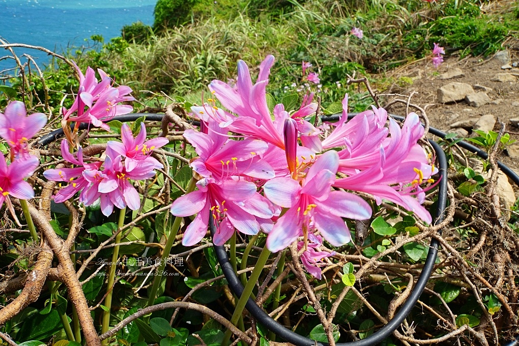 台北金花石蒜,台灣原生植物,台灣旅行,彼岸花,換錦花,玫瑰石蒜,石蒜花,紅藍石蒜,金花石蒜,馬祖原生植物,馬祖旅行,馬祖石蒜花 @Amanda生活美食料理