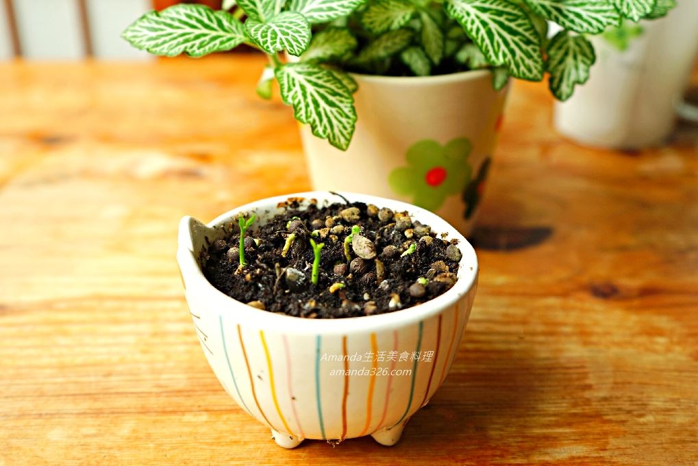 植物,植物種植,檸檬 盆栽,檸檬盆栽,檸檬盆栽，桌上小盆栽,檸檬種植,檸檬種植盆栽,檸檬種籽,檸檬籽種植,餐桌擺設 @Amanda生活美食料理
