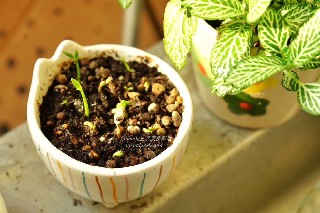 植物,植物種植,檸檬 盆栽,檸檬盆栽,檸檬盆栽，桌上小盆栽,檸檬種植,檸檬種植盆栽,檸檬種籽,檸檬籽種植,餐桌擺設 @Amanda生活美食料理