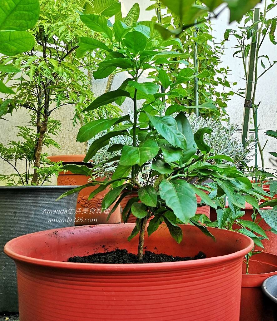 植物,植物種植,檸檬 盆栽,檸檬盆栽,檸檬盆栽，桌上小盆栽,檸檬種植,檸檬種植盆栽,檸檬種籽,檸檬籽種植,餐桌擺設 @Amanda生活美食料理
