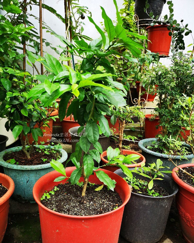 植物,植物種植,檸檬 盆栽,檸檬盆栽,檸檬盆栽，桌上小盆栽,檸檬種植,檸檬種植盆栽,檸檬種籽,檸檬籽種植,餐桌擺設 @Amanda生活美食料理