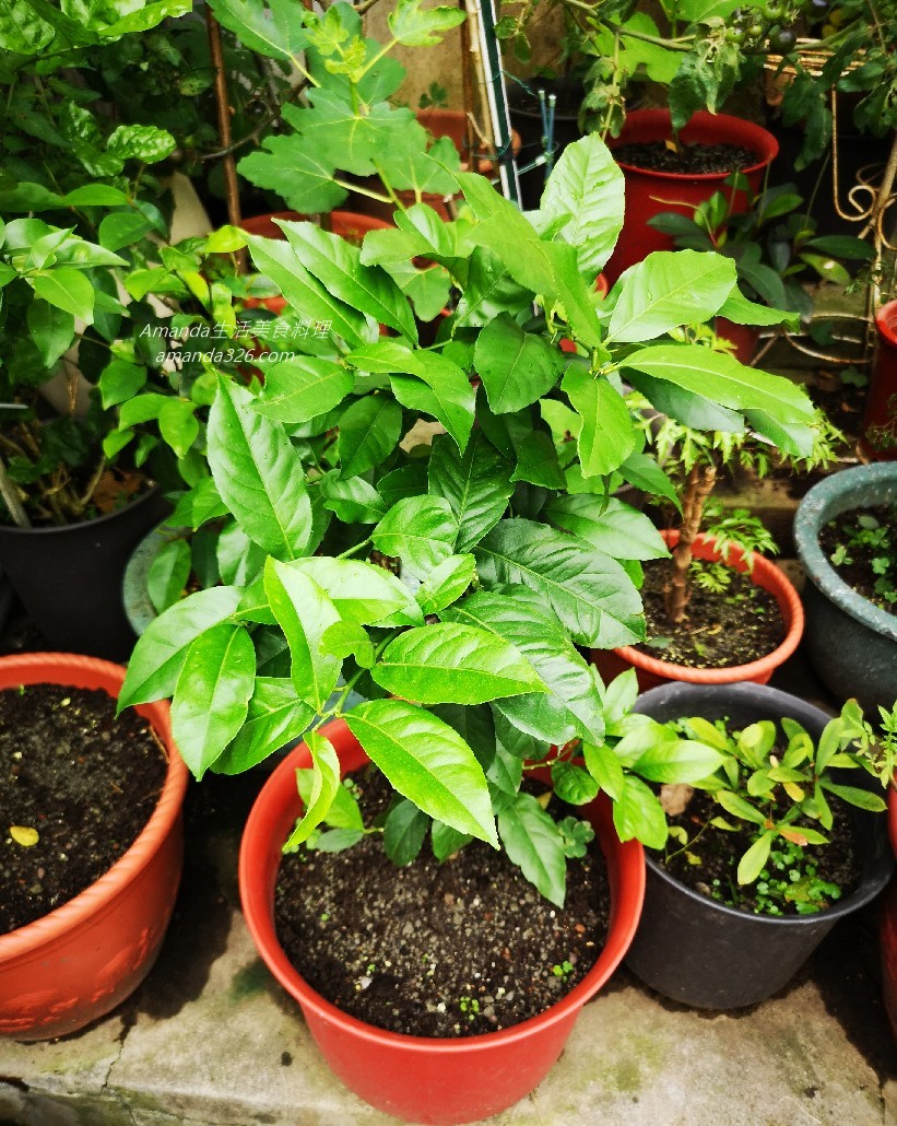 植物,植物種植,檸檬 盆栽,檸檬盆栽,檸檬盆栽，桌上小盆栽,檸檬種植,檸檬種植盆栽,檸檬種籽,檸檬籽種植,餐桌擺設 @Amanda生活美食料理