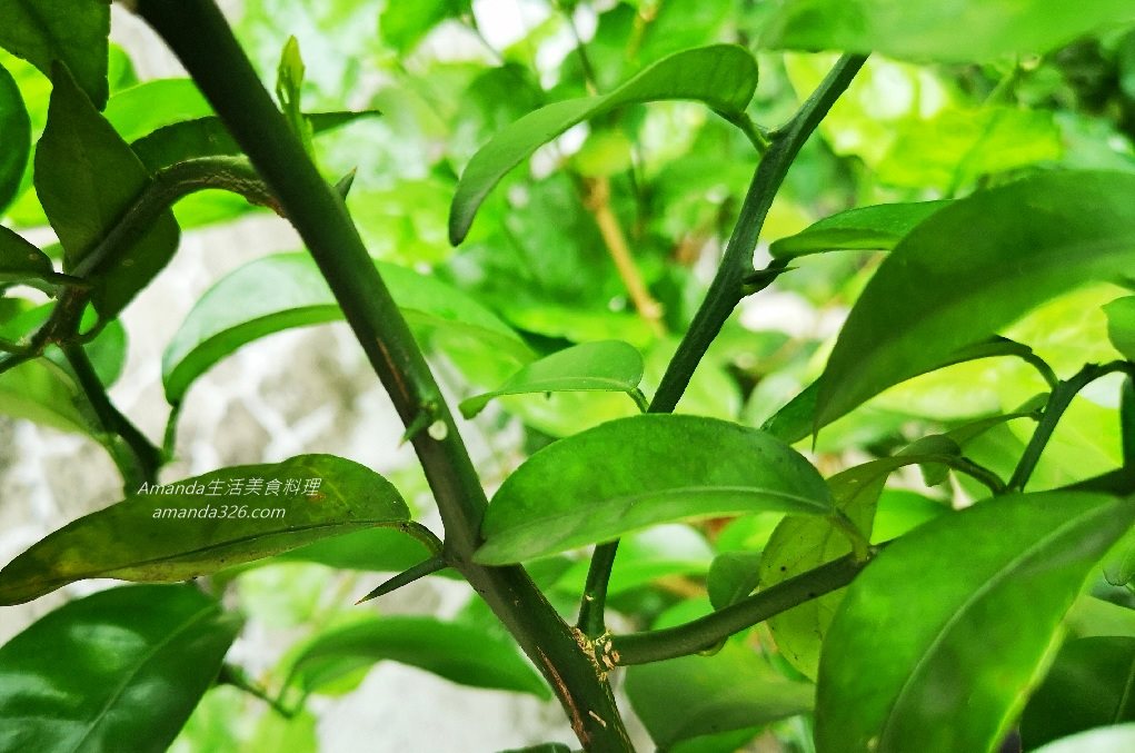 植物,植物種植,檸檬 盆栽,檸檬盆栽,檸檬盆栽，桌上小盆栽,檸檬種植,檸檬種植盆栽,檸檬種籽,檸檬籽種植,餐桌擺設 @Amanda生活美食料理