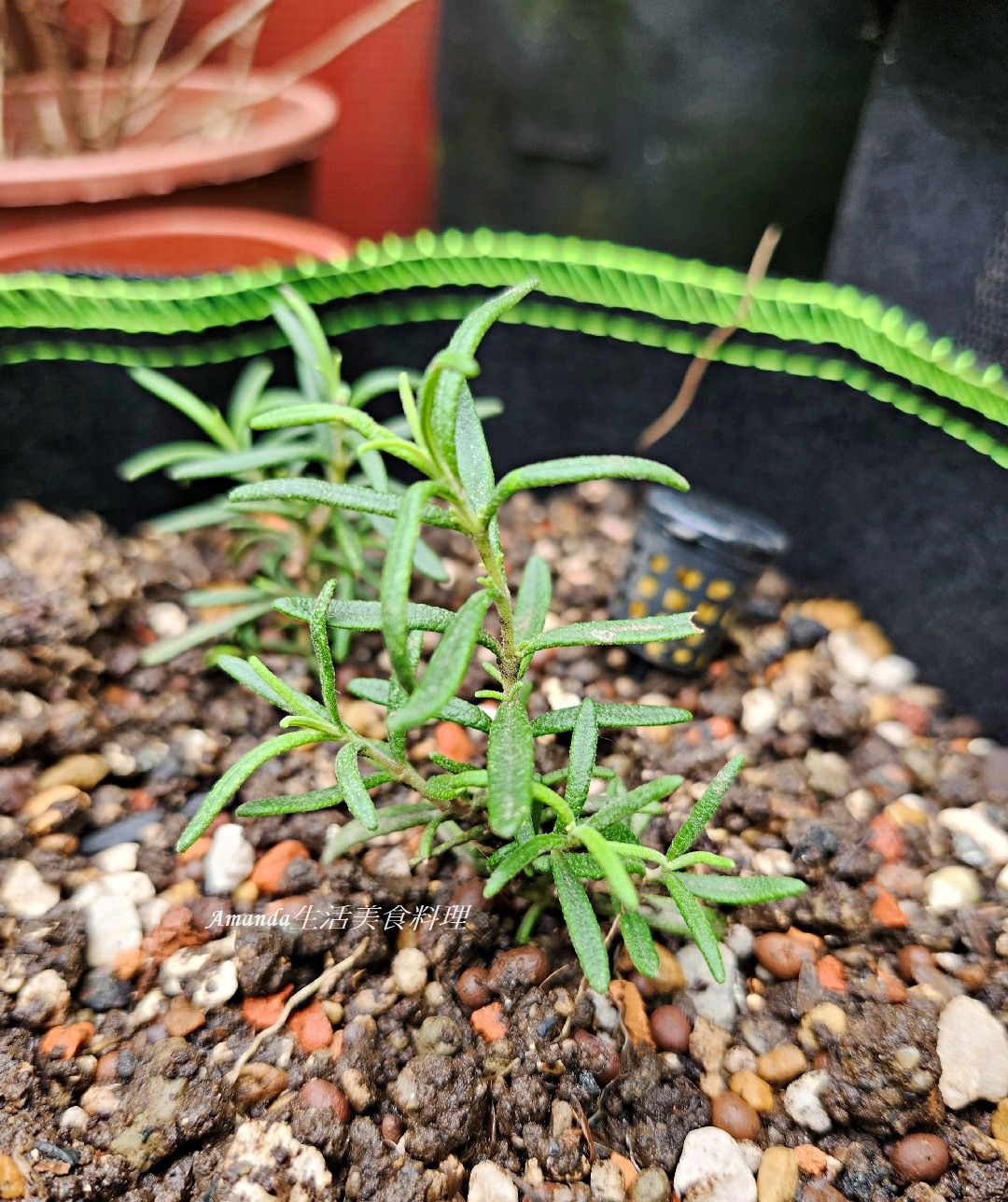 扦插迷迭香,直立型迷迭香,種植迷迭香,迷迭香,迷迭香 分株,迷迭香 好種嗎,迷迭香 扦插,迷迭香 插枝,迷迭香 水培,迷迭香 水耕,迷迭香 種植,迷迭香 繁殖,迷迭香分株,迷迭香好種嗎,迷迭香怎麼種,迷迭香扦插,迷迭香插枝,迷迭香換盆,迷迭香照顧,迷迭香用什麼土,迷迭香移植,迷迭香移植,迷迭香種植,迷迭香繁殖,迷迭香繁殖方法,香草,香草植物,香草種植 @Amanda生活美食料理 扦插迷迭香,直立型迷迭香,種植迷迭香,迷迭香,迷迭香 分株,迷迭香 好種嗎,迷迭香 扦插,迷迭香 插枝,迷迭香 水培,迷迭香 水耕,迷迭香 種植,迷迭香 繁殖,迷迭香分株,迷迭香好種嗎,迷迭香怎麼種,迷迭香扦插,迷迭香插枝,迷迭香換盆,迷迭香照顧,迷迭香用什麼土,迷迭香移植,迷迭香移植,迷迭香種植,迷迭香繁殖,迷迭香繁殖方法,香草,香草植物,香草種植 @Amanda生活美食料理