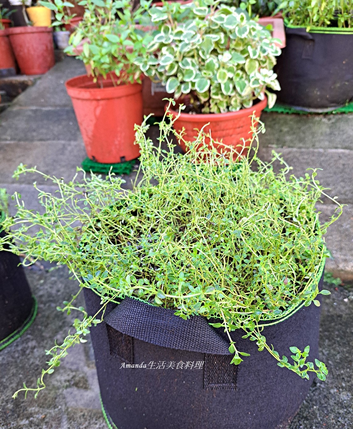 斑葉檸檬百里香 壓條法,斑葉檸檬百里香 種植,斑葉百里香,植物壓條法,檸檬 百里香,檸檬扦插,檸檬百裡香,檸檬百里,檸檬百里香,檸檬百里香 壓條法,檸檬百里香 照顧,檸檬百里香 種植,檸檬百里香修剪,檸檬百里香枯萎,檸檬百里香照顧,檸檬百里香種植,檸檬百里香繁殖,百里香 壓條,百里香 扦插,百里香 照顧,百里香 種植,百里香壓條,百里香怎麼種,百里香怎麼養,百里香水培,百里香水耕,百里香照顧,百里香繁殖,百里香蟲害,香草植物,香草種植 @Amanda生活美食料理