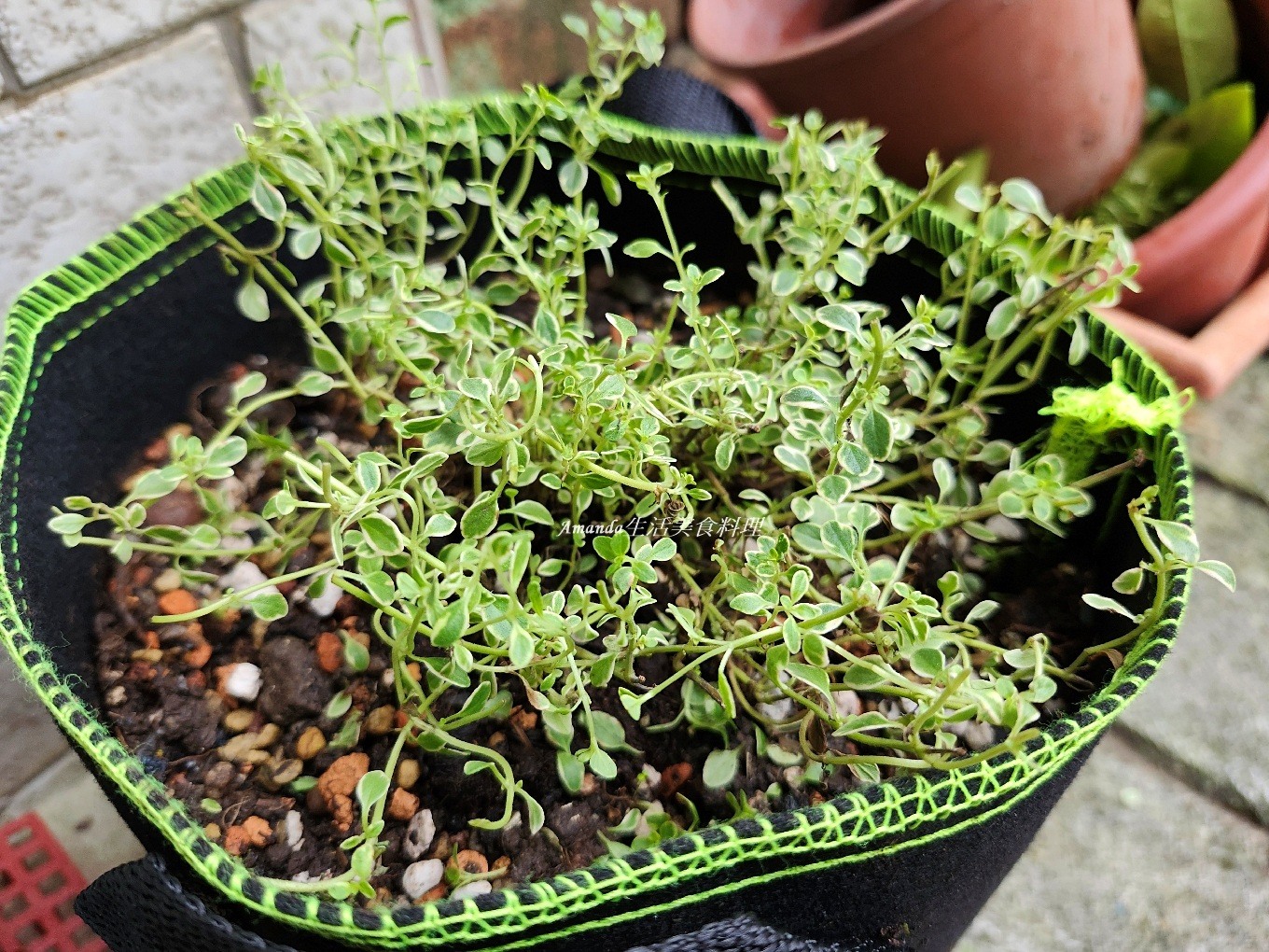 斑葉檸檬百里香 壓條法,斑葉檸檬百里香 種植,斑葉百里香,植物壓條法,檸檬 百里香,檸檬扦插,檸檬百裡香,檸檬百里,檸檬百里香,檸檬百里香 壓條法,檸檬百里香 照顧,檸檬百里香 種植,檸檬百里香修剪,檸檬百里香枯萎,檸檬百里香照顧,檸檬百里香種植,檸檬百里香繁殖,百里香 壓條,百里香 扦插,百里香 照顧,百里香 種植,百里香壓條,百里香怎麼種,百里香怎麼養,百里香水培,百里香水耕,百里香照顧,百里香繁殖,百里香蟲害,香草植物,香草種植 @Amanda生活美食料理
