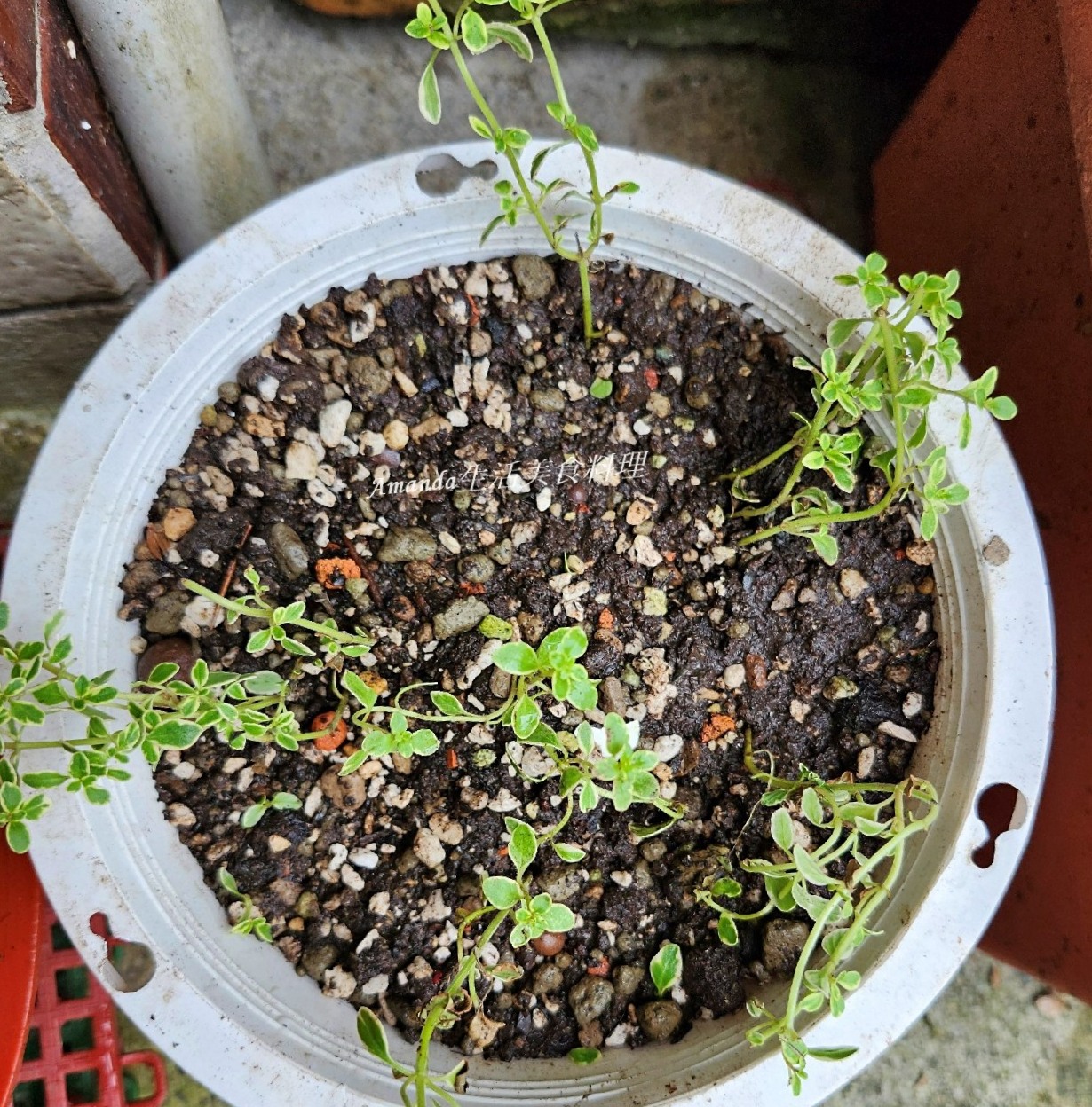 斑葉檸檬百里香 壓條法,斑葉檸檬百里香 種植,斑葉百里香,植物壓條法,檸檬 百里香,檸檬扦插,檸檬百裡香,檸檬百里,檸檬百里香,檸檬百里香 壓條法,檸檬百里香 照顧,檸檬百里香 種植,檸檬百里香修剪,檸檬百里香枯萎,檸檬百里香照顧,檸檬百里香種植,檸檬百里香繁殖,百里香 壓條,百里香 扦插,百里香 照顧,百里香 種植,百里香壓條,百里香怎麼種,百里香怎麼養,百里香水培,百里香水耕,百里香照顧,百里香繁殖,百里香蟲害,香草植物,香草種植 @Amanda生活美食料理