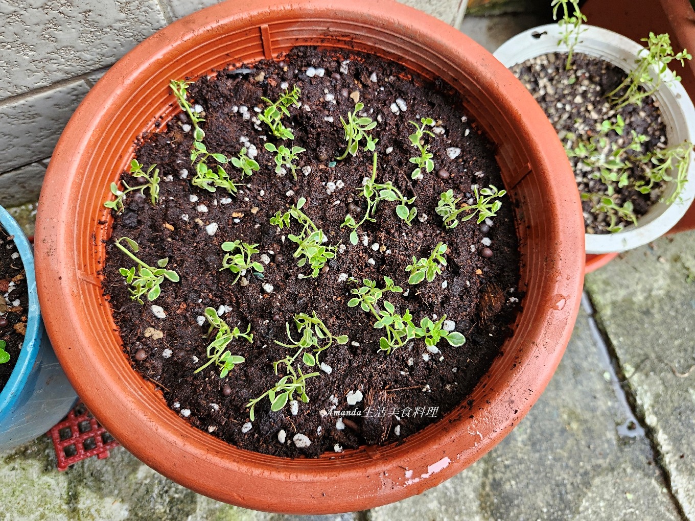 斑葉檸檬百里香 壓條法,斑葉檸檬百里香 種植,斑葉百里香,植物壓條法,檸檬 百里香,檸檬扦插,檸檬百裡香,檸檬百里,檸檬百里香,檸檬百里香 壓條法,檸檬百里香 照顧,檸檬百里香 種植,檸檬百里香修剪,檸檬百里香枯萎,檸檬百里香照顧,檸檬百里香種植,檸檬百里香繁殖,百里香 壓條,百里香 扦插,百里香 照顧,百里香 種植,百里香壓條,百里香怎麼種,百里香怎麼養,百里香水培,百里香水耕,百里香照顧,百里香繁殖,百里香蟲害,香草植物,香草種植 @Amanda生活美食料理