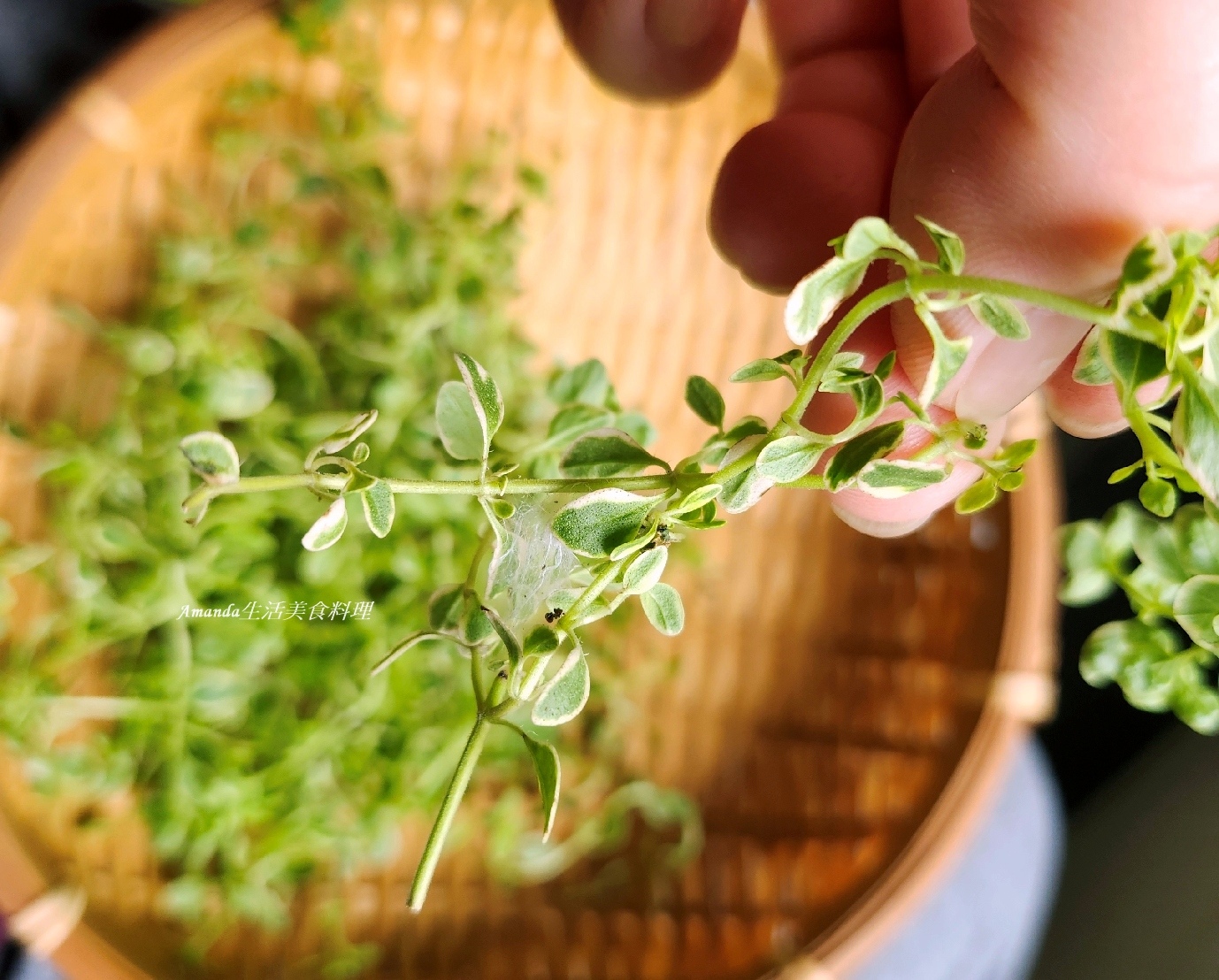 斑葉檸檬百里香 壓條法,斑葉檸檬百里香 種植,斑葉百里香,植物壓條法,檸檬 百里香,檸檬扦插,檸檬百裡香,檸檬百里,檸檬百里香,檸檬百里香 壓條法,檸檬百里香 照顧,檸檬百里香 種植,檸檬百里香修剪,檸檬百里香枯萎,檸檬百里香照顧,檸檬百里香種植,檸檬百里香繁殖,百里香 壓條,百里香 扦插,百里香 照顧,百里香 種植,百里香壓條,百里香怎麼種,百里香怎麼養,百里香水培,百里香水耕,百里香照顧,百里香繁殖,百里香蟲害,香草植物,香草種植 @Amanda生活美食料理