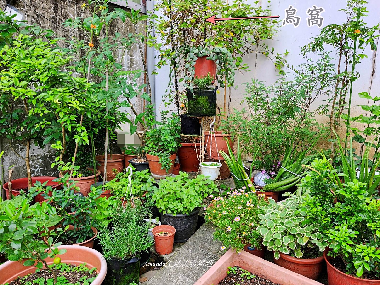 忍冬種植,扦插,水培,金銀 花 盆栽,金銀花,金銀花乾燥,金銀花扦插,金銀花插枝,金銀花水培,金銀花盆栽,金銀花种植,金銀花種子,金銀花種植,金銀花種植方法,金銀花繁殖 @Amanda生活美食料理 忍冬種植,扦插,水培,金銀 花 盆栽,金銀花,金銀花乾燥,金銀花扦插,金銀花插枝,金銀花水培,金銀花盆栽,金銀花种植,金銀花種子,金銀花種植,金銀花種植方法,金銀花繁殖 @Amanda生活美食料理