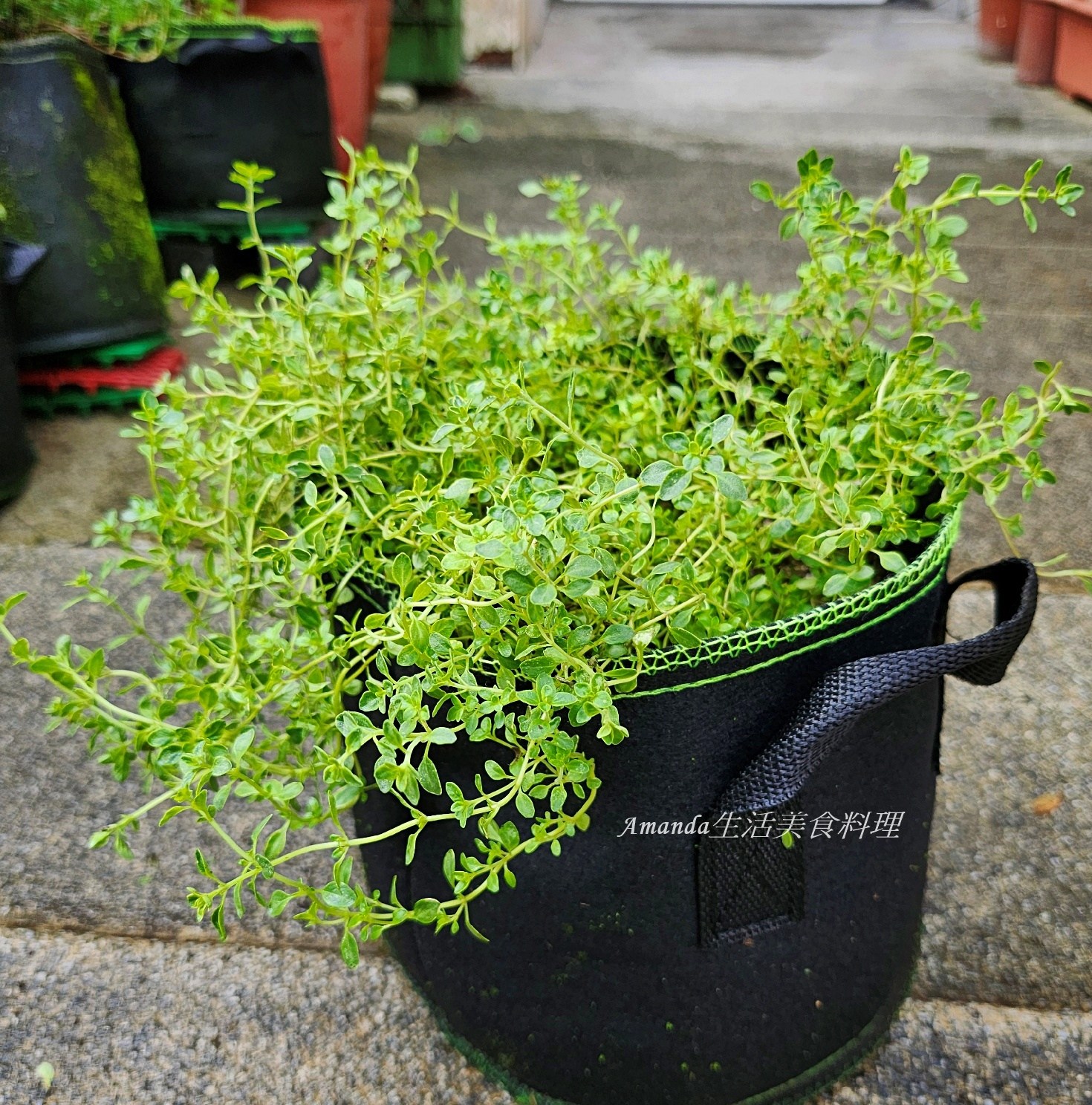 斑葉檸檬百里香 壓條法,斑葉檸檬百里香 種植,斑葉百里香,植物壓條法,檸檬 百里香,檸檬扦插,檸檬百裡香,檸檬百里,檸檬百里香,檸檬百里香 壓條法,檸檬百里香 照顧,檸檬百里香 種植,檸檬百里香修剪,檸檬百里香枯萎,檸檬百里香照顧,檸檬百里香種植,檸檬百里香繁殖,百里香 壓條,百里香 扦插,百里香 照顧,百里香 種植,百里香壓條,百里香怎麼種,百里香怎麼養,百里香水培,百里香水耕,百里香照顧,百里香繁殖,百里香蟲害,香草植物,香草種植 @Amanda生活美食料理