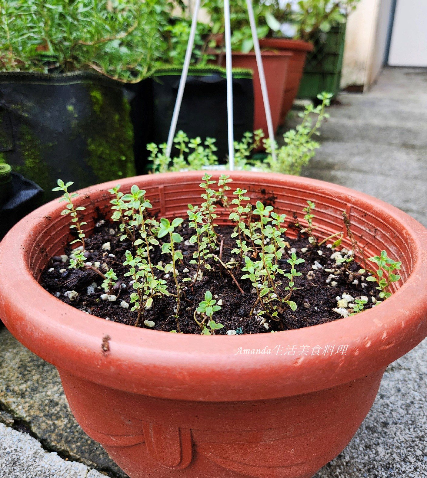 斑葉檸檬百里香 壓條法,斑葉檸檬百里香 種植,斑葉百里香,植物壓條法,檸檬 百里香,檸檬扦插,檸檬百裡香,檸檬百里,檸檬百里香,檸檬百里香 壓條法,檸檬百里香 照顧,檸檬百里香 種植,檸檬百里香修剪,檸檬百里香枯萎,檸檬百里香照顧,檸檬百里香種植,檸檬百里香繁殖,百里香 壓條,百里香 扦插,百里香 照顧,百里香 種植,百里香壓條,百里香怎麼種,百里香怎麼養,百里香水培,百里香水耕,百里香照顧,百里香繁殖,百里香蟲害,香草植物,香草種植 @Amanda生活美食料理