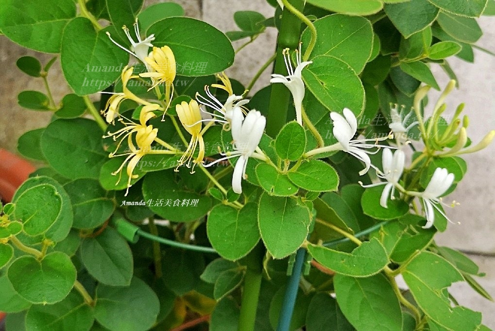 忍冬種植,扦插,水培,金銀 花 盆栽,金銀花,金銀花乾燥,金銀花扦插,金銀花插枝,金銀花水培,金銀花盆栽,金銀花种植,金銀花種子,金銀花種植,金銀花種植方法,金銀花繁殖 @Amanda生活美食料理