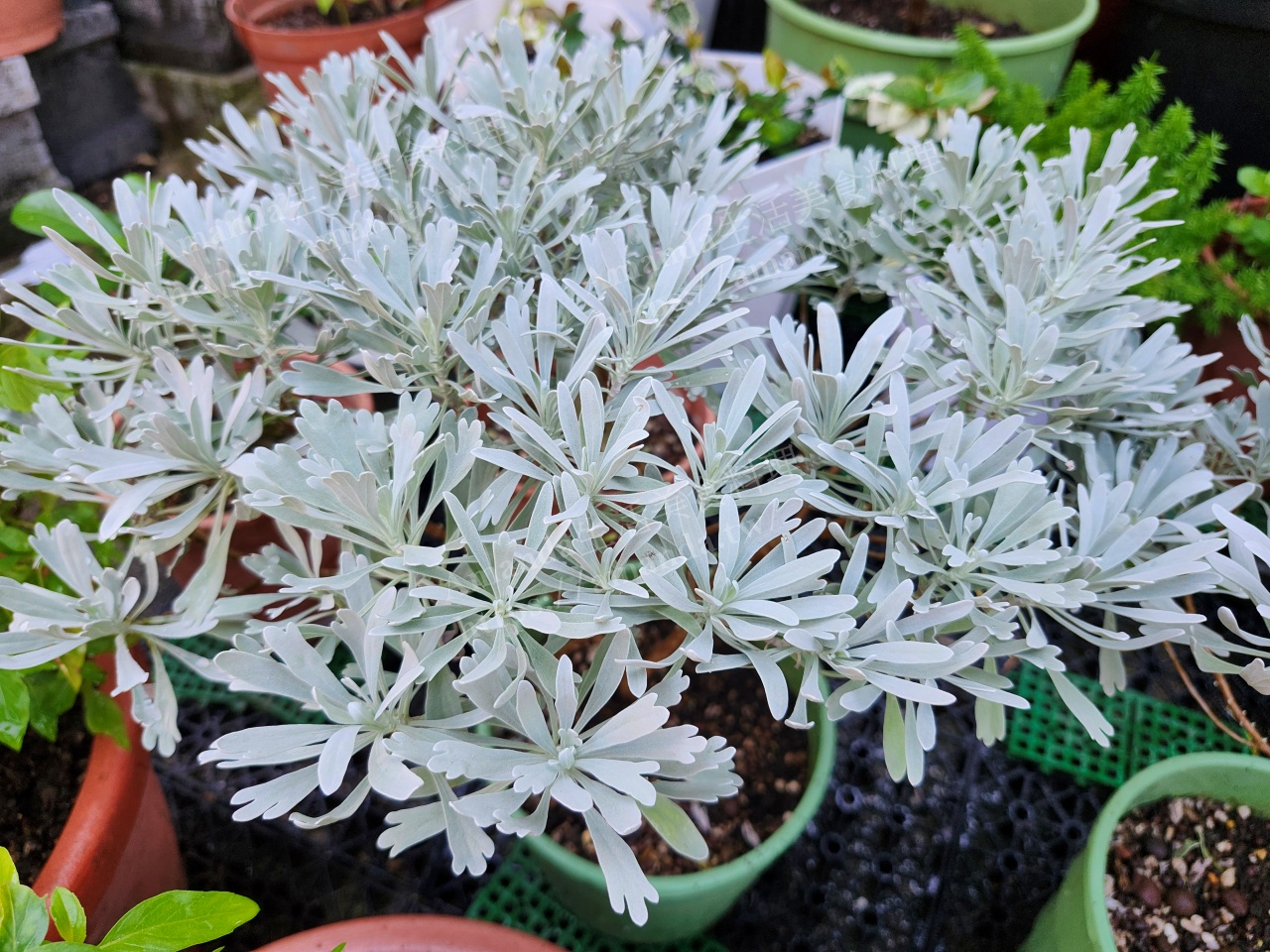 植物扦插,水培芙蓉,水栽芙蓉,水耕芙蓉,種植,芙蓉 繁殖方法,芙蓉修剪,芙蓉可以水耕嗎,芙蓉土壤,芙蓉如何修剪,芙蓉如何照顧,芙蓉如何繁殖,芙蓉怎麼種,芙蓉怎麼種植,芙蓉怎麼繁殖,芙蓉扦插,芙蓉栽種,芙蓉水耕,芙蓉移植,芙蓉種植,芙蓉種植土壤,芙蓉種植方法,芙蓉種植注意事項,芙蓉繁殖方法,芙蓉菊,芙蓉菊扦插,芙蓉菊種植,芙蓉菊阡插,芙蓉阡插,阡插芙蓉,香草扦插,香草植物 @Amanda生活美食料理