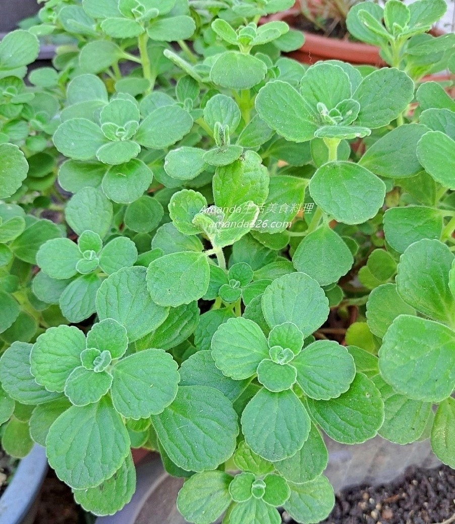 到手香,到手香種植,圓葉左手香繁殖,多肉種植,小圓葉左手香,小葉佐手香扦插,小葉到手香,小葉左手香,小葉左手香種植,左手香,左手香 多肉,左手香 水耕,左手香多久澆一次水,左手香扦插,左手香種植,扦插小葉左手香,扦插左手香,扦插香草植物,斑葉到手香,斑葉左手香,斑葉左手香照顧,檸檬左手香,檸檬左手香扦插,白斑到手香,白斑左手香,白葉左手香,碰碰香,碰碰香扦插,蘋果左手香,蘋果左手香扦插,鑲邊左手香,阡插到手香,香草植物扦插 @Amanda生活美食料理 到手香,到手香種植,圓葉左手香繁殖,多肉種植,小圓葉左手香,小葉佐手香扦插,小葉到手香,小葉左手香,小葉左手香種植,左手香,左手香 多肉,左手香 水耕,左手香多久澆一次水,左手香扦插,左手香種植,扦插小葉左手香,扦插左手香,扦插香草植物,斑葉到手香,斑葉左手香,斑葉左手香照顧,檸檬左手香,檸檬左手香扦插,白斑到手香,白斑左手香,白葉左手香,碰碰香,碰碰香扦插,蘋果左手香,蘋果左手香扦插,鑲邊左手香,阡插到手香,香草植物扦插 @Amanda生活美食料理