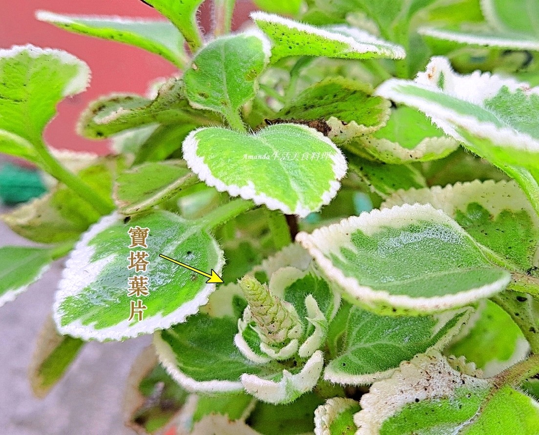 到手香,到手香種植,圓葉左手香繁殖,多肉種植,小圓葉左手香,小葉佐手香扦插,小葉到手香,小葉左手香,小葉左手香種植,左手香,左手香 多肉,左手香 水耕,左手香多久澆一次水,左手香扦插,左手香種植,扦插小葉左手香,扦插左手香,扦插香草植物,斑葉到手香,斑葉左手香,斑葉左手香照顧,檸檬左手香,檸檬左手香扦插,白斑到手香,白斑左手香,白葉左手香,碰碰香,碰碰香扦插,蘋果左手香,蘋果左手香扦插,鑲邊左手香,阡插到手香,香草植物扦插 @Amanda生活美食料理 到手香,到手香種植,圓葉左手香繁殖,多肉種植,小圓葉左手香,小葉佐手香扦插,小葉到手香,小葉左手香,小葉左手香種植,左手香,左手香 多肉,左手香 水耕,左手香多久澆一次水,左手香扦插,左手香種植,扦插小葉左手香,扦插左手香,扦插香草植物,斑葉到手香,斑葉左手香,斑葉左手香照顧,檸檬左手香,檸檬左手香扦插,白斑到手香,白斑左手香,白葉左手香,碰碰香,碰碰香扦插,蘋果左手香,蘋果左手香扦插,鑲邊左手香,阡插到手香,香草植物扦插 @Amanda生活美食料理