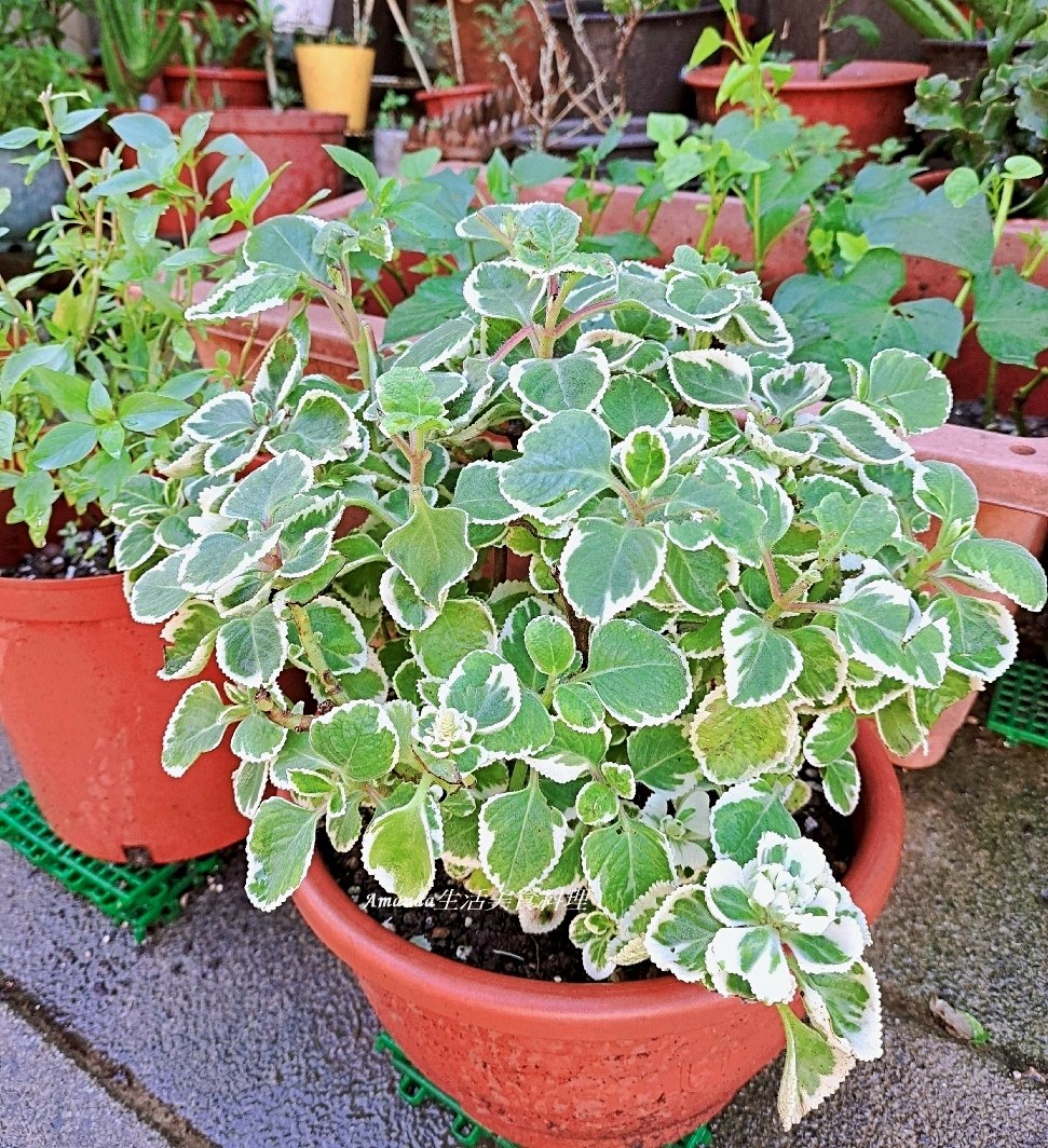 到手香,到手香種植,圓葉左手香繁殖,多肉種植,小圓葉左手香,小葉佐手香扦插,小葉到手香,小葉左手香,小葉左手香種植,左手香,左手香 多肉,左手香 水耕,左手香多久澆一次水,左手香扦插,左手香種植,扦插小葉左手香,扦插左手香,扦插香草植物,斑葉到手香,斑葉左手香,斑葉左手香照顧,檸檬左手香,檸檬左手香扦插,白斑到手香,白斑左手香,白葉左手香,碰碰香,碰碰香扦插,蘋果左手香,蘋果左手香扦插,鑲邊左手香,阡插到手香,香草植物扦插 @Amanda生活美食料理 到手香,到手香種植,圓葉左手香繁殖,多肉種植,小圓葉左手香,小葉佐手香扦插,小葉到手香,小葉左手香,小葉左手香種植,左手香,左手香 多肉,左手香 水耕,左手香多久澆一次水,左手香扦插,左手香種植,扦插小葉左手香,扦插左手香,扦插香草植物,斑葉到手香,斑葉左手香,斑葉左手香照顧,檸檬左手香,檸檬左手香扦插,白斑到手香,白斑左手香,白葉左手香,碰碰香,碰碰香扦插,蘋果左手香,蘋果左手香扦插,鑲邊左手香,阡插到手香,香草植物扦插 @Amanda生活美食料理