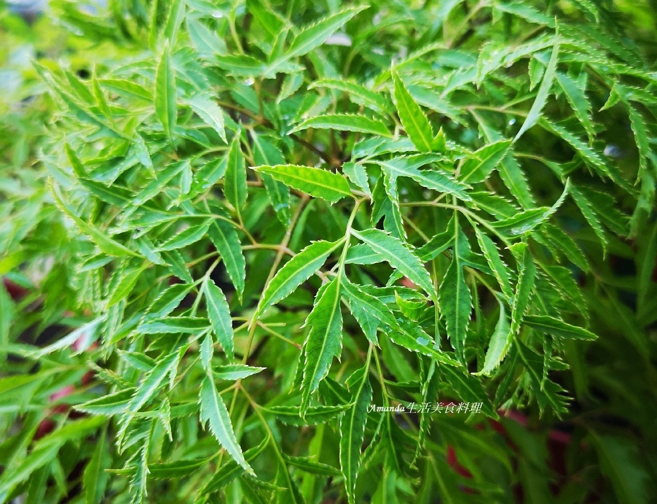北越陸龍灣美食,寧平美食,寧平菜,寧平農家風味餐,越南農家菜,陸龍灣寧平,陸龍灣寧平美食,陸龍灣美食,陸龍灣農家菜 @Amanda生活美食料理 北越陸龍灣美食,寧平美食,寧平菜,寧平農家風味餐,越南農家菜,陸龍灣寧平,陸龍灣寧平美食,陸龍灣美食,陸龍灣農家菜 @Amanda生活美食料理