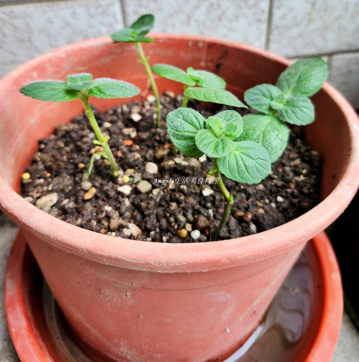 扦插薄荷,柳橙薄荷,柳橙薄荷扦插,柳橙薄荷種植,薄荷 扦插,薄荷扦插,薄荷種植,薄荷花草茶,薄荷茶,蘋果薄荷,蘋果薄荷扦插,蘋果薄荷種植,食譜,香草植物 @Amanda生活美食料理 扦插薄荷,柳橙薄荷,柳橙薄荷扦插,柳橙薄荷種植,薄荷 扦插,薄荷扦插,薄荷種植,薄荷花草茶,薄荷茶,蘋果薄荷,蘋果薄荷扦插,蘋果薄荷種植,食譜,香草植物 @Amanda生活美食料理