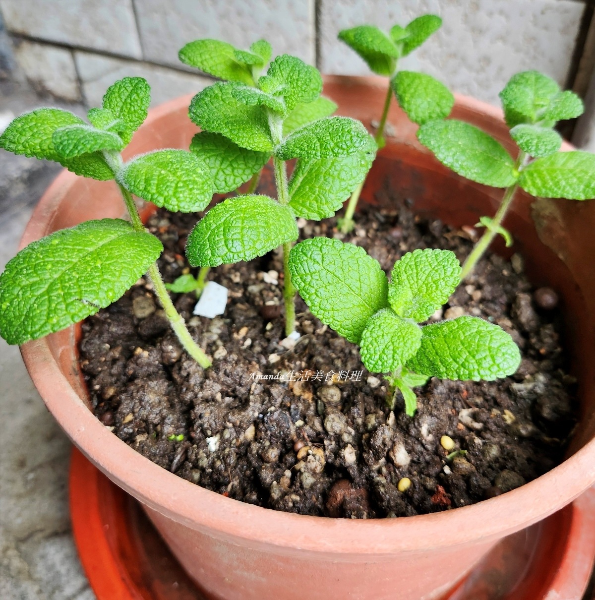 扦插薄荷,柳橙薄荷,柳橙薄荷扦插,柳橙薄荷種植,薄荷 扦插,薄荷扦插,薄荷種植,薄荷花草茶,薄荷茶,蘋果薄荷,蘋果薄荷扦插,蘋果薄荷種植,食譜,香草植物 @Amanda生活美食料理 扦插薄荷,柳橙薄荷,柳橙薄荷扦插,柳橙薄荷種植,薄荷 扦插,薄荷扦插,薄荷種植,薄荷花草茶,薄荷茶,蘋果薄荷,蘋果薄荷扦插,蘋果薄荷種植,食譜,香草植物 @Amanda生活美食料理