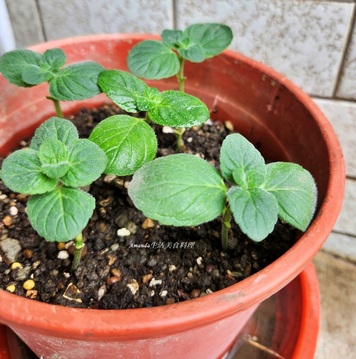 扦插薄荷,柳橙薄荷,柳橙薄荷扦插,柳橙薄荷種植,薄荷 扦插,薄荷扦插,薄荷種植,薄荷花草茶,薄荷茶,蘋果薄荷,蘋果薄荷扦插,蘋果薄荷種植,食譜,香草植物 @Amanda生活美食料理 扦插薄荷,柳橙薄荷,柳橙薄荷扦插,柳橙薄荷種植,薄荷 扦插,薄荷扦插,薄荷種植,薄荷花草茶,薄荷茶,蘋果薄荷,蘋果薄荷扦插,蘋果薄荷種植,食譜,香草植物 @Amanda生活美食料理