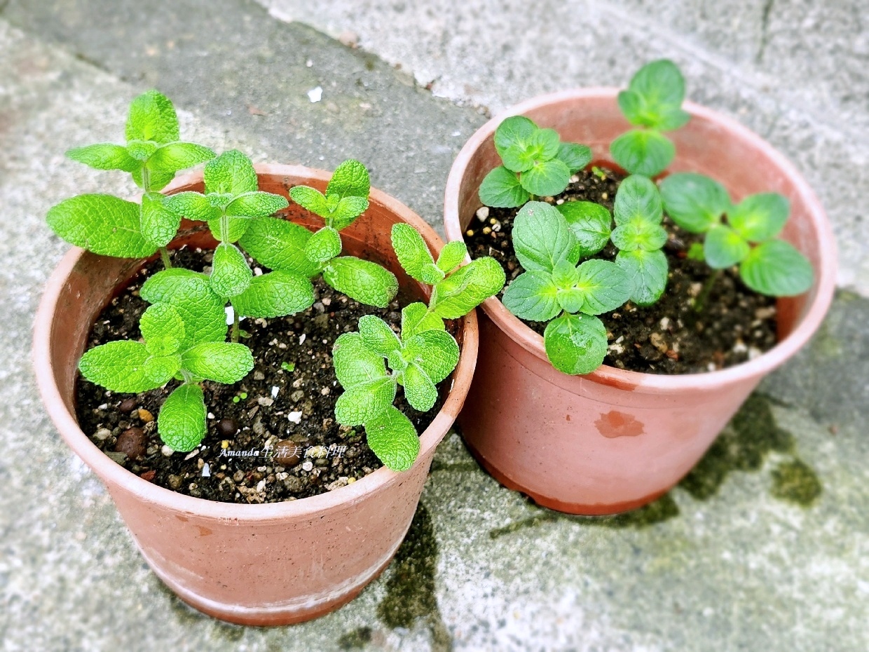 扦插薄荷,柳橙薄荷,柳橙薄荷扦插,柳橙薄荷種植,薄荷 扦插,薄荷扦插,薄荷種植,薄荷花草茶,薄荷茶,蘋果薄荷,蘋果薄荷扦插,蘋果薄荷種植,食譜,香草植物 @Amanda生活美食料理