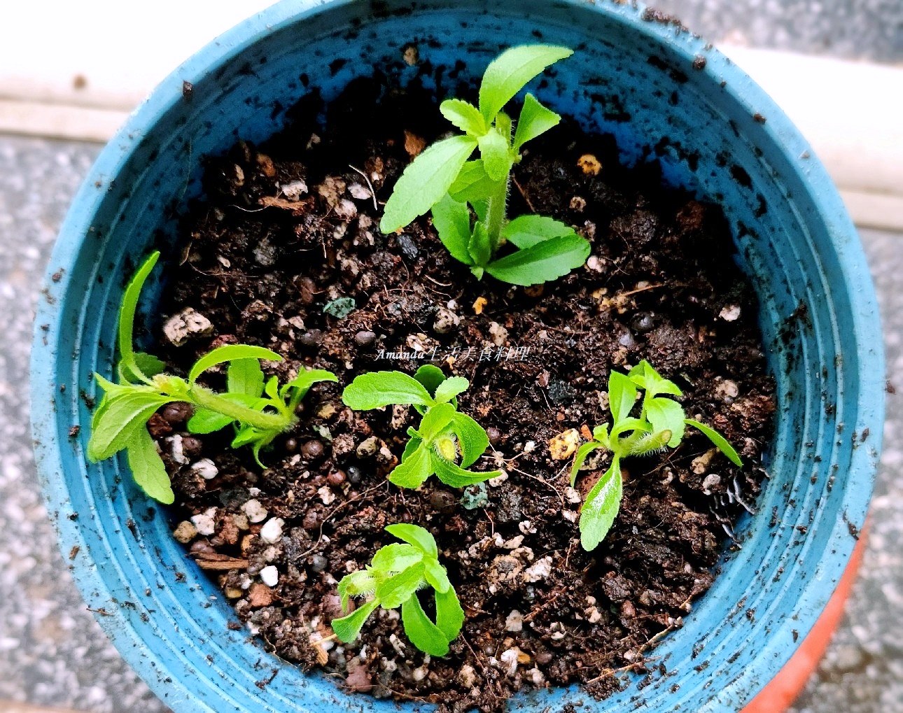 扦插植物,扦插甜菊,甜菊,甜菊味道,甜菊怎麼種,甜菊扦插,甜菊熱量,甜菊種植,甜菊種植時間,甜菊食用,砂糖替代,素食,香草植物 @Amanda生活美食料理 扦插植物,扦插甜菊,甜菊,甜菊味道,甜菊怎麼種,甜菊扦插,甜菊熱量,甜菊種植,甜菊種植時間,甜菊食用,砂糖替代,素食,香草植物 @Amanda生活美食料理