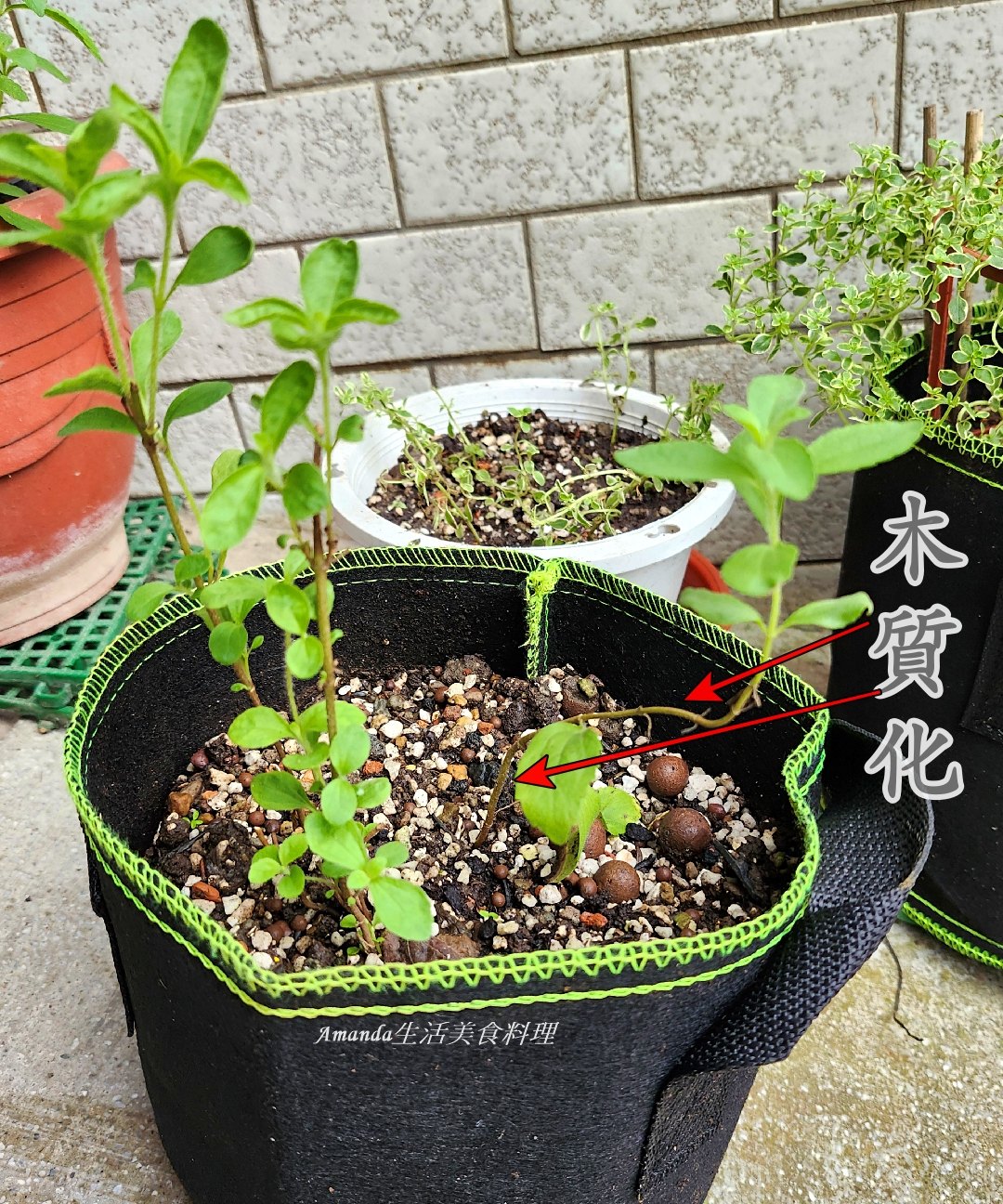 扦插植物,扦插甜菊,甜菊,甜菊味道,甜菊怎麼種,甜菊扦插,甜菊熱量,甜菊種植,甜菊種植時間,甜菊食用,砂糖替代,素食,香草植物 @Amanda生活美食料理 扦插植物,扦插甜菊,甜菊,甜菊味道,甜菊怎麼種,甜菊扦插,甜菊熱量,甜菊種植,甜菊種植時間,甜菊食用,砂糖替代,素食,香草植物 @Amanda生活美食料理