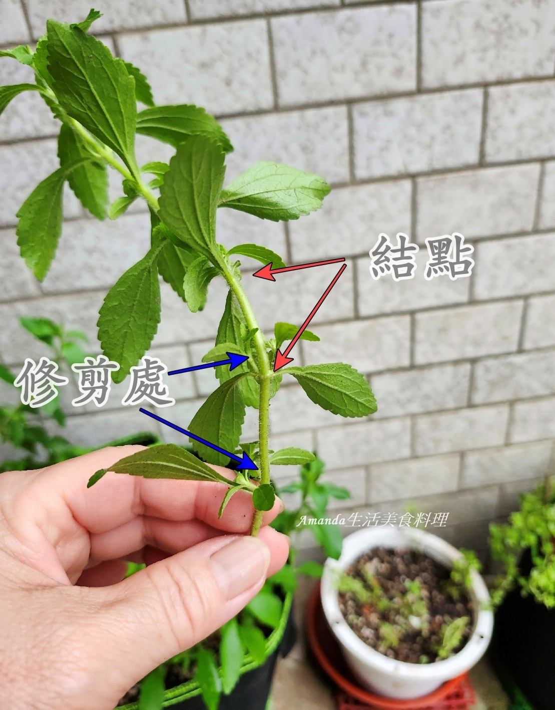扦插植物,扦插甜菊,甜菊,甜菊味道,甜菊怎麼種,甜菊扦插,甜菊熱量,甜菊種植,甜菊種植時間,甜菊食用,砂糖替代,素食,香草植物 @Amanda生活美食料理 扦插植物,扦插甜菊,甜菊,甜菊味道,甜菊怎麼種,甜菊扦插,甜菊熱量,甜菊種植,甜菊種植時間,甜菊食用,砂糖替代,素食,香草植物 @Amanda生活美食料理