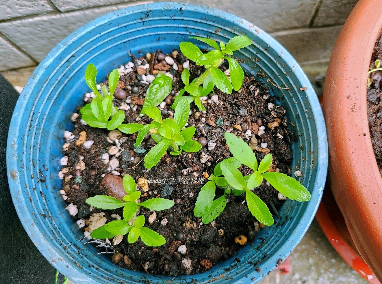 扦插植物,扦插甜菊,甜菊,甜菊味道,甜菊怎麼種,甜菊扦插,甜菊熱量,甜菊種植,甜菊種植時間,甜菊食用,砂糖替代,素食,香草植物 @Amanda生活美食料理 扦插植物,扦插甜菊,甜菊,甜菊味道,甜菊怎麼種,甜菊扦插,甜菊熱量,甜菊種植,甜菊種植時間,甜菊食用,砂糖替代,素食,香草植物 @Amanda生活美食料理