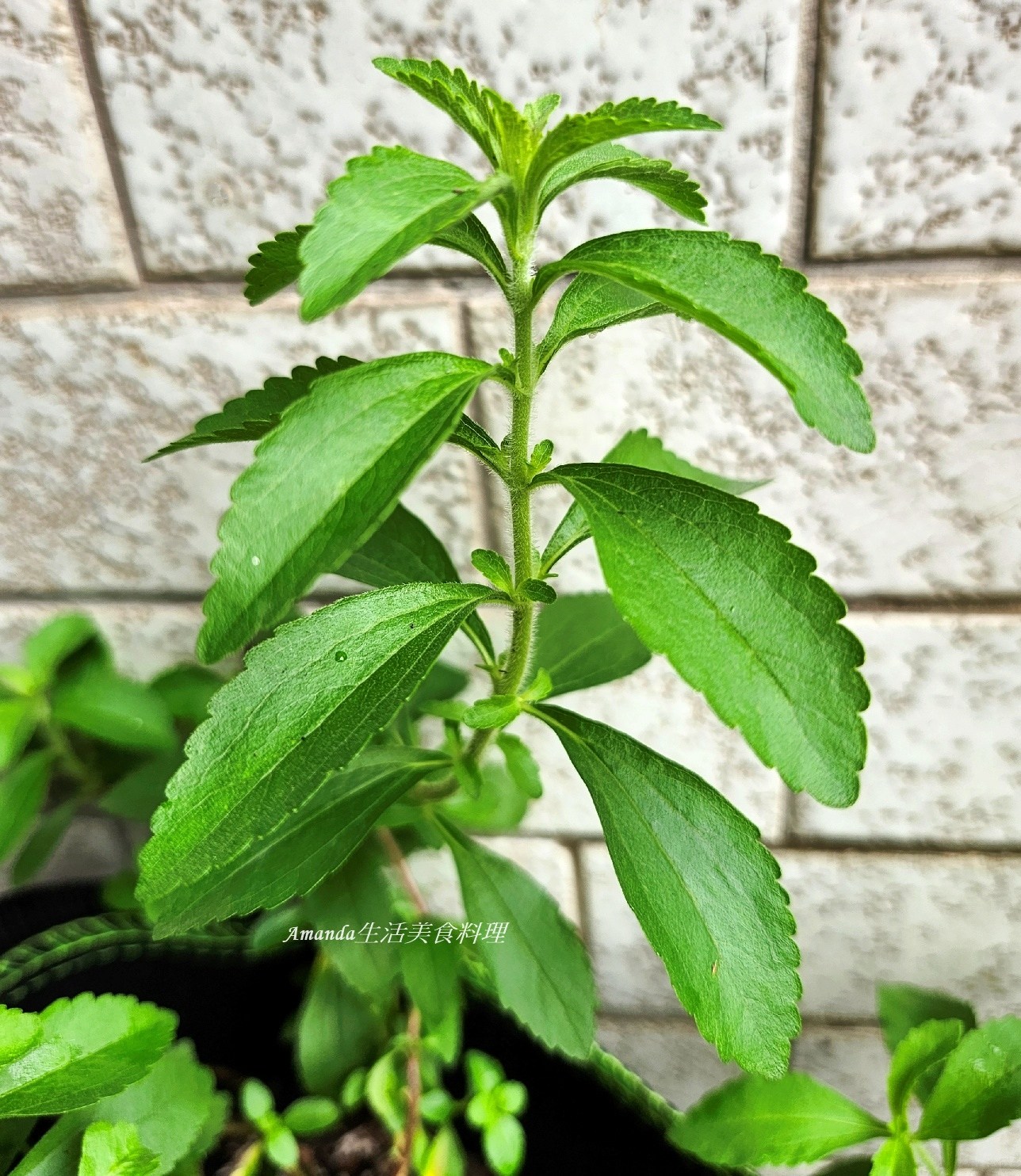 扦插植物,扦插甜菊,甜菊,甜菊味道,甜菊怎麼種,甜菊扦插,甜菊熱量,甜菊種植,甜菊種植時間,甜菊食用,砂糖替代,素食,香草植物 @Amanda生活美食料理 扦插植物,扦插甜菊,甜菊,甜菊味道,甜菊怎麼種,甜菊扦插,甜菊熱量,甜菊種植,甜菊種植時間,甜菊食用,砂糖替代,素食,香草植物 @Amanda生活美食料理