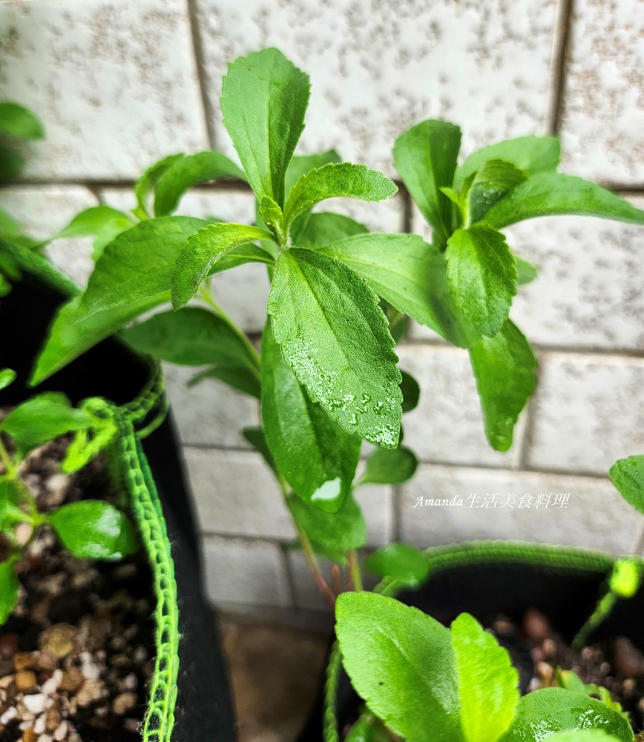 扦插植物,扦插甜菊,甜菊,甜菊味道,甜菊怎麼種,甜菊扦插,甜菊熱量,甜菊種植,甜菊種植時間,甜菊食用,砂糖替代,素食,香草植物 @Amanda生活美食料理 扦插植物,扦插甜菊,甜菊,甜菊味道,甜菊怎麼種,甜菊扦插,甜菊熱量,甜菊種植,甜菊種植時間,甜菊食用,砂糖替代,素食,香草植物 @Amanda生活美食料理