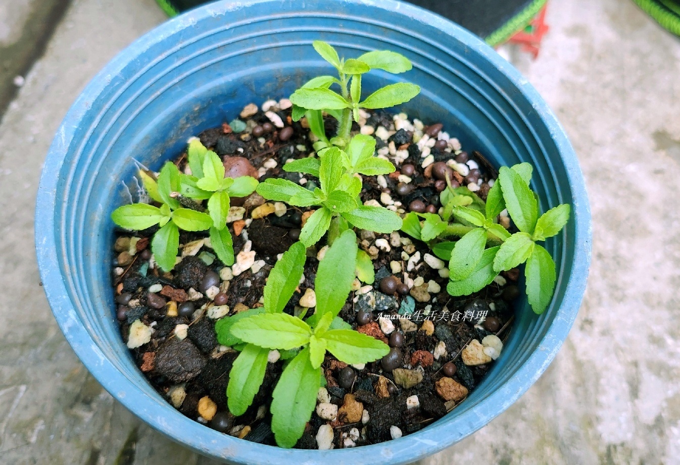 扦插植物,扦插甜菊,甜菊,甜菊味道,甜菊怎麼種,甜菊扦插,甜菊熱量,甜菊種植,甜菊種植時間,甜菊食用,砂糖替代,素食,香草植物 @Amanda生活美食料理 扦插植物,扦插甜菊,甜菊,甜菊味道,甜菊怎麼種,甜菊扦插,甜菊熱量,甜菊種植,甜菊種植時間,甜菊食用,砂糖替代,素食,香草植物 @Amanda生活美食料理