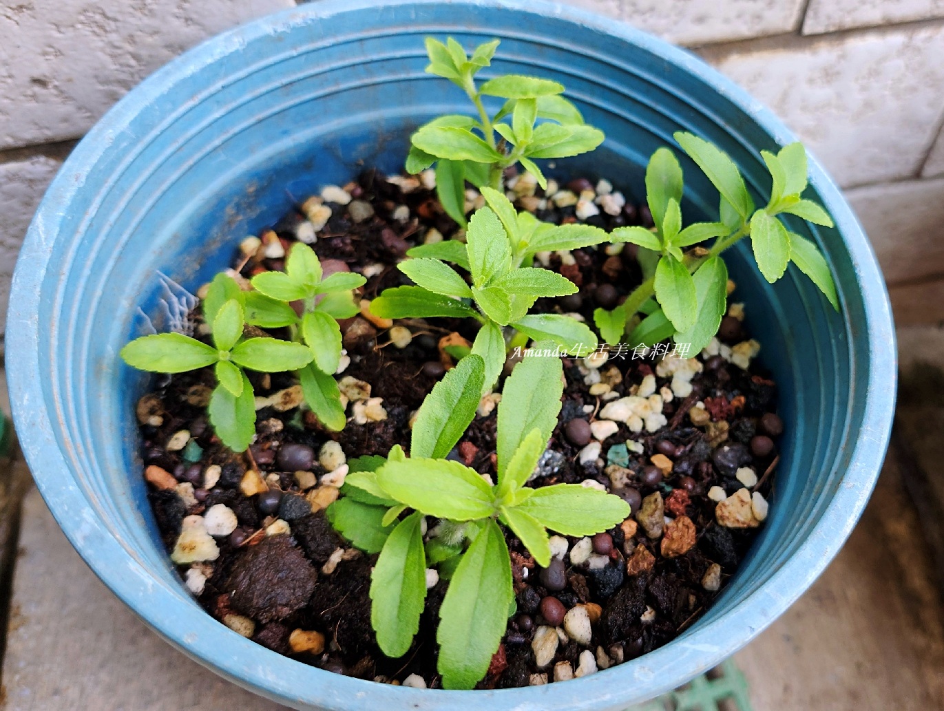 扦插植物,扦插甜菊,甜菊,甜菊味道,甜菊怎麼種,甜菊扦插,甜菊熱量,甜菊種植,甜菊種植時間,甜菊食用,砂糖替代,素食,香草植物 @Amanda生活美食料理 扦插植物,扦插甜菊,甜菊,甜菊味道,甜菊怎麼種,甜菊扦插,甜菊熱量,甜菊種植,甜菊種植時間,甜菊食用,砂糖替代,素食,香草植物 @Amanda生活美食料理
