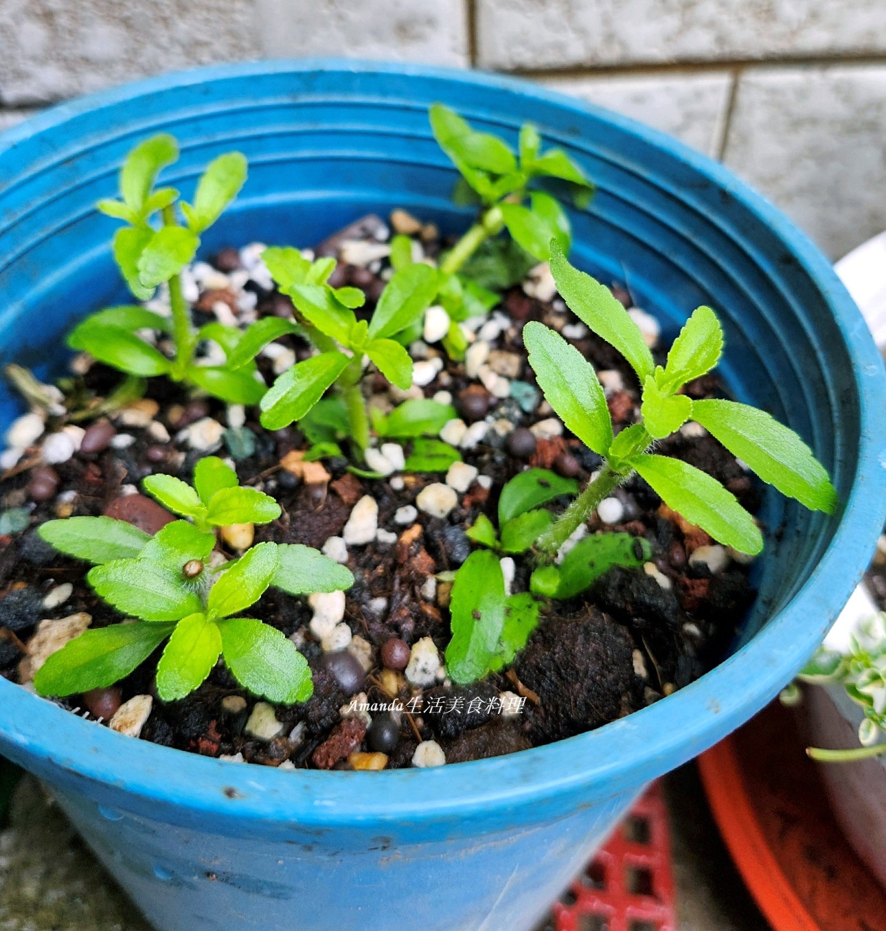 扦插植物,扦插甜菊,甜菊,甜菊味道,甜菊怎麼種,甜菊扦插,甜菊熱量,甜菊種植,甜菊種植時間,甜菊食用,砂糖替代,素食,香草植物 @Amanda生活美食料理 扦插植物,扦插甜菊,甜菊,甜菊味道,甜菊怎麼種,甜菊扦插,甜菊熱量,甜菊種植,甜菊種植時間,甜菊食用,砂糖替代,素食,香草植物 @Amanda生活美食料理