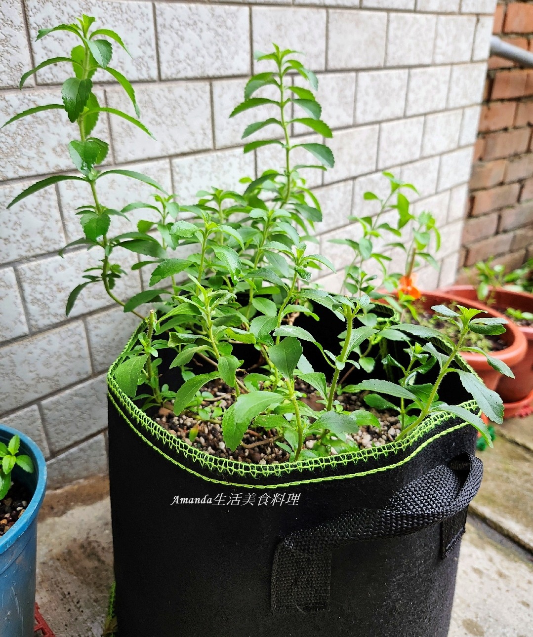 扦插植物,扦插甜菊,甜菊,甜菊味道,甜菊怎麼種,甜菊扦插,甜菊熱量,甜菊種植,甜菊種植時間,甜菊食用,砂糖替代,素食,香草植物 @Amanda生活美食料理 扦插植物,扦插甜菊,甜菊,甜菊味道,甜菊怎麼種,甜菊扦插,甜菊熱量,甜菊種植,甜菊種植時間,甜菊食用,砂糖替代,素食,香草植物 @Amanda生活美食料理