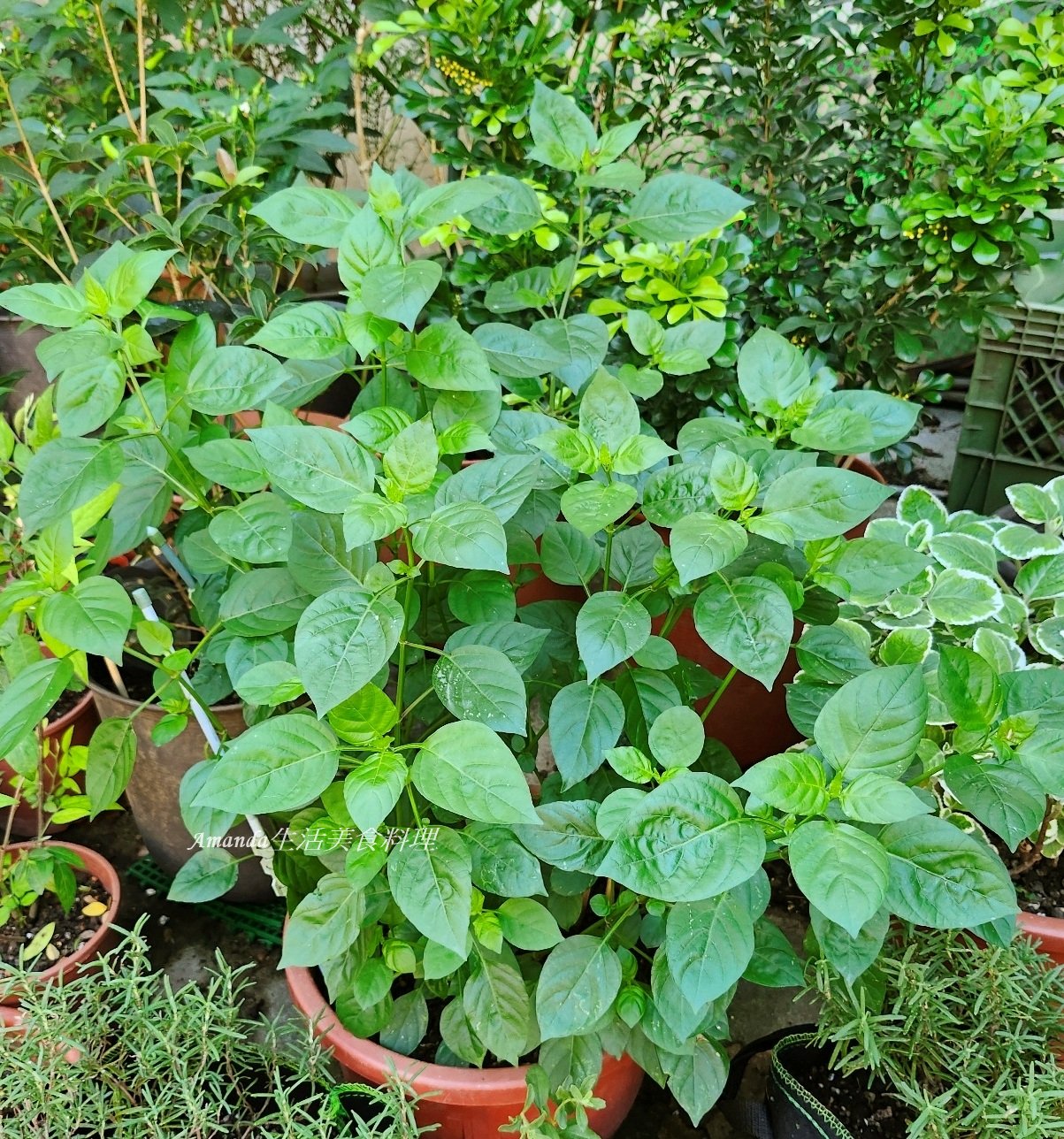 扦插日本枸杞菜,扦插日本龍葵菜,扦插枸杞菜,扦插活力菜,扦插蔬菜,扦插赤道櫻草,日本枸杞菜,日本龍葵菜種植,枸杞菜,枸杞菜種植,活力菜種植,赤道櫻草種植 @Amanda生活美食料理