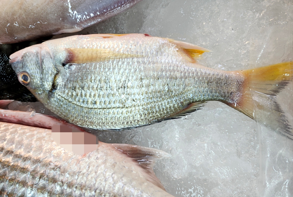 Amanda食譜,九層塔魚湯,十分鐘上菜,地中海料理,地中海飲食,海鮮,蔥花魚湯,薑絲魚湯,赤翅仔料理,赤翅仔魚湯,赤翅魚湯,青蔥魚湯,食譜,魚湯,鮮魚湯,黃鰭鯛料理,黃鰭鯛魚湯 @Amanda生活美食料理 Amanda食譜,九層塔魚湯,十分鐘上菜,地中海料理,地中海飲食,海鮮,蔥花魚湯,薑絲魚湯,赤翅仔料理,赤翅仔魚湯,赤翅魚湯,青蔥魚湯,食譜,魚湯,鮮魚湯,黃鰭鯛料理,黃鰭鯛魚湯 @Amanda生活美食料理