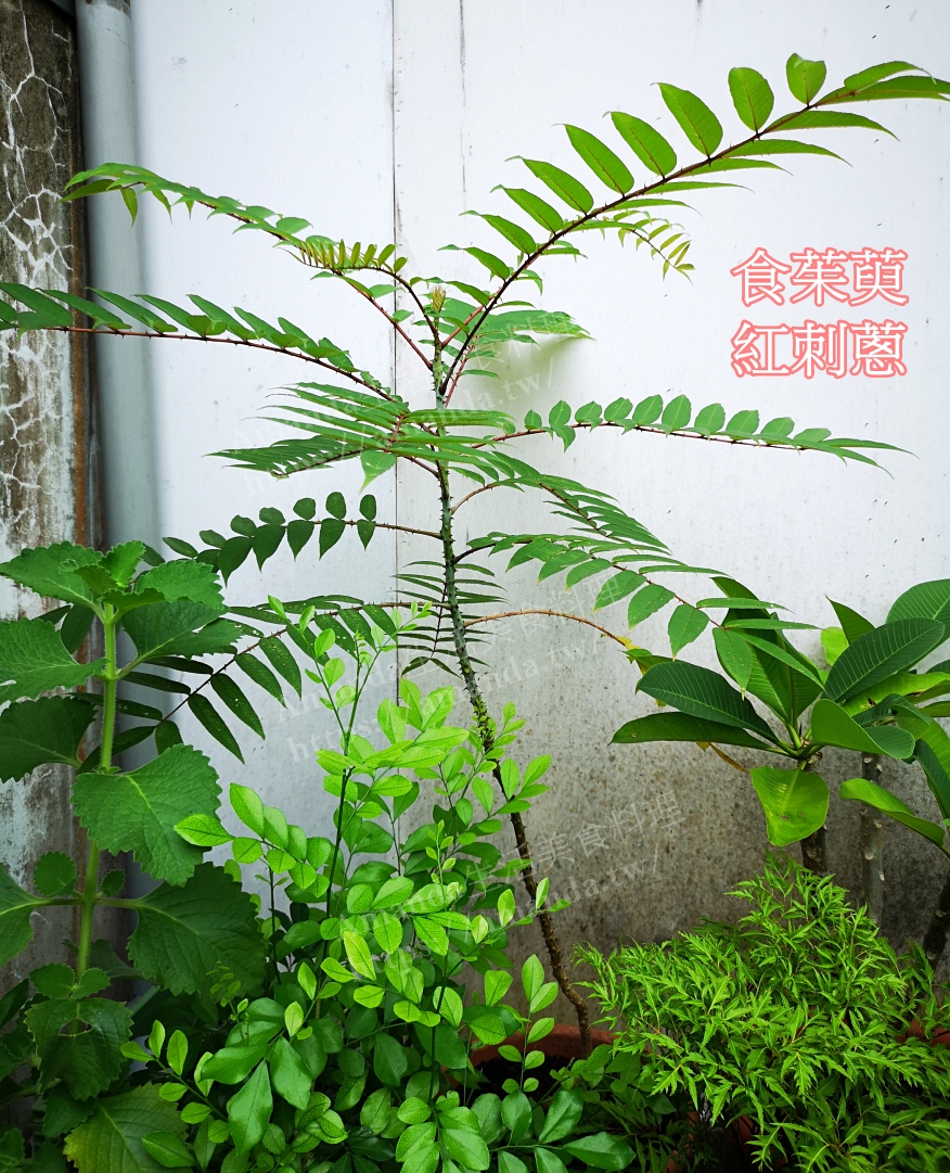 Amanda食譜,刺蔥料理,刺蔥煎蛋,刺蔥蛋,十分鐘上菜,早餐,稀飯,紅刺蔥,紅刺蔥料理,蔬食,蛋料理,食譜,鳥不踏 @Amanda生活美食料理